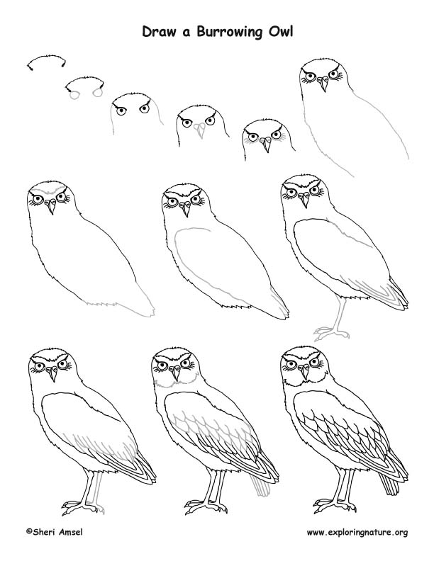 Owls to draw