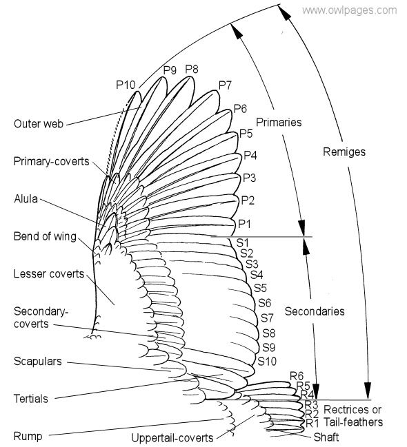 Wing physiology