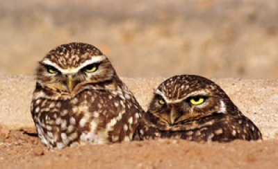 Species Spotlight - Burrowing Owl