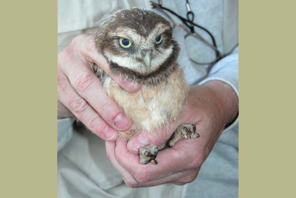 Owl evacuees get comfortable in new home in Kamloops