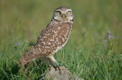 Burrowing owls released onto Alberta prairie as part of efforts to bolster endangered species